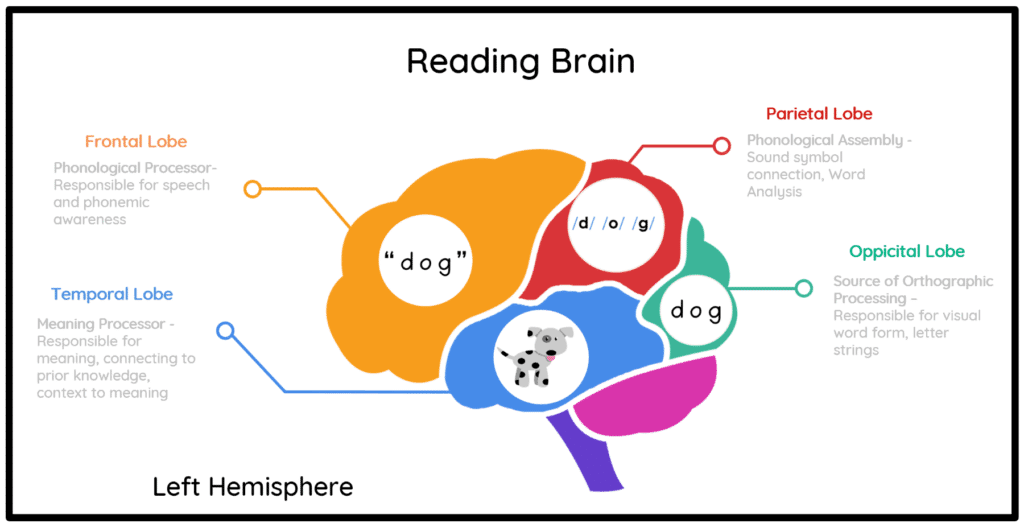 Orthographic processing enables word mapping effectiveness.